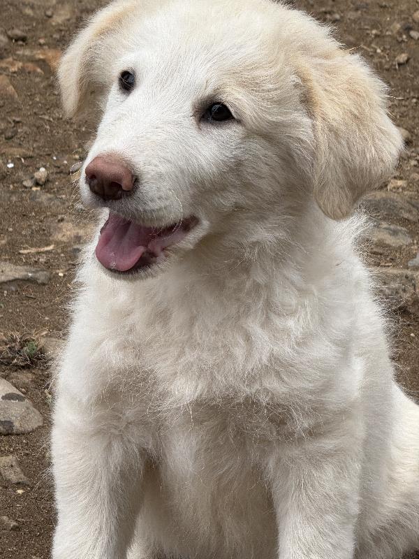 💙🐾 rio 🐾💙 dolce bellissimo cucciolo in adozione  Foto 3