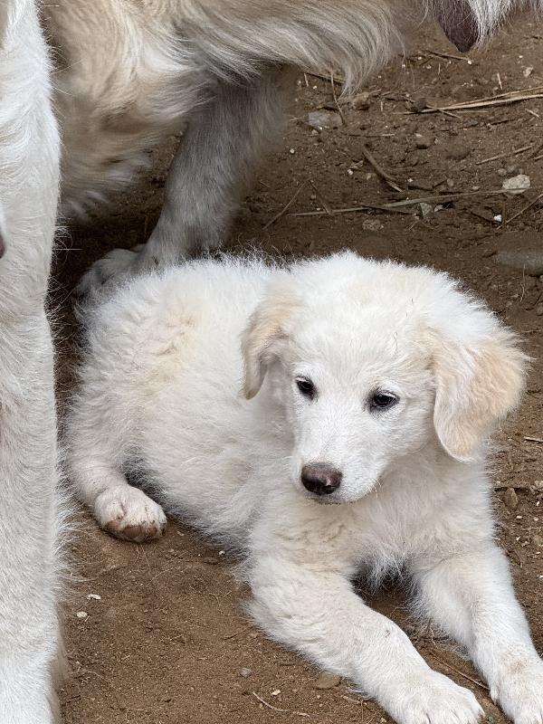 💙🐾 rio 🐾💙 dolce bellissimo cucciolo in adozione  Foto 6