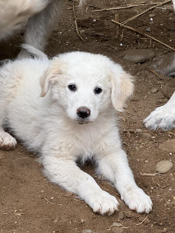 💙🐾 rio 🐾💙 dolce bellissimo cucciolo in adozione  Foto 7