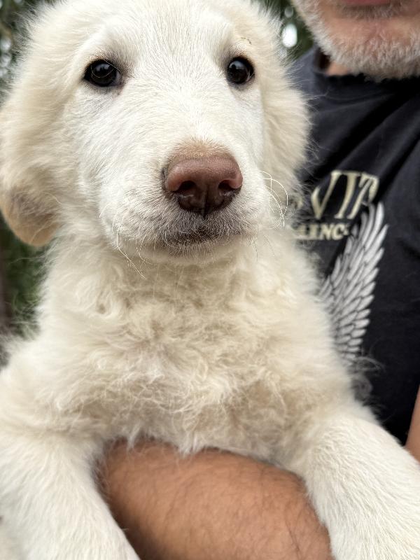 💙🐾 rio 🐾💙 dolce bellissimo cucciolo in adozione  Foto 8