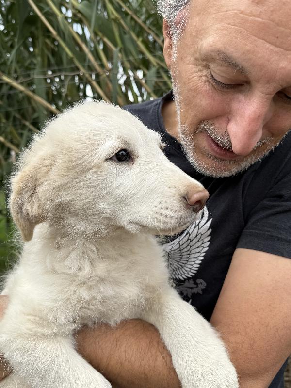 💙🐾 rio 🐾💙 dolce bellissimo cucciolo in adozione  Foto 9