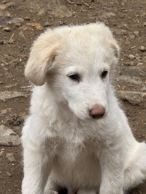 🔆🐾 rio 🐾🔆 dolcissimo meraviglioso cucciolo in adozione  Foto 3