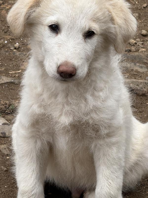 🔆🐾 rio 🐾🔆 dolcissimo meraviglioso cucciolo in adozione  Foto 4
