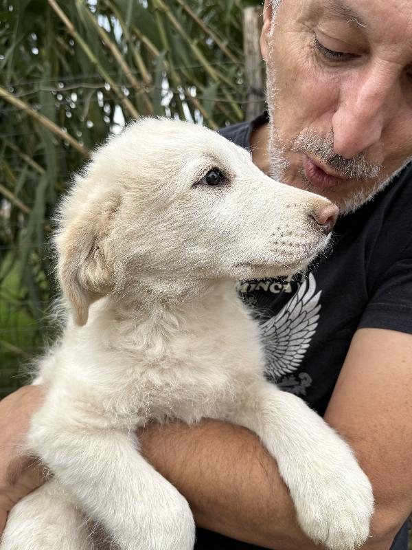 🔆🐾 rio 🐾🔆 dolcissimo meraviglioso cucciolo in adozione  Foto 6