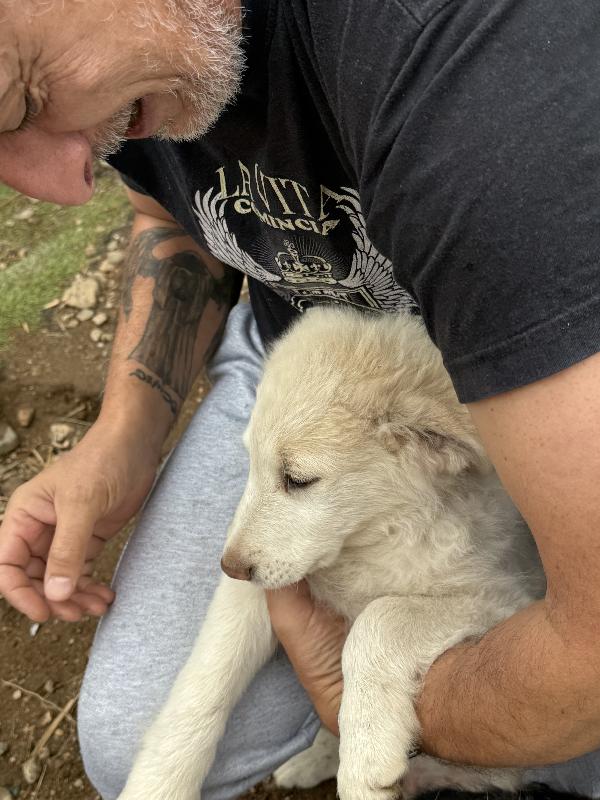 🔆🐾 rio 🐾🔆 dolcissimo meraviglioso cucciolo in adozione  Foto 8