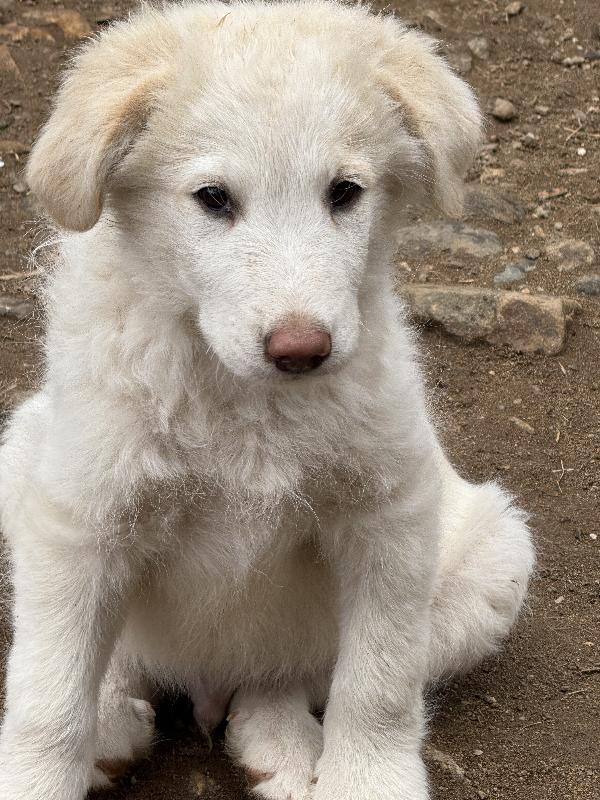 🌟🐾 rio 🐾🌟 splendido cucciolo in adozione  Foto 2
