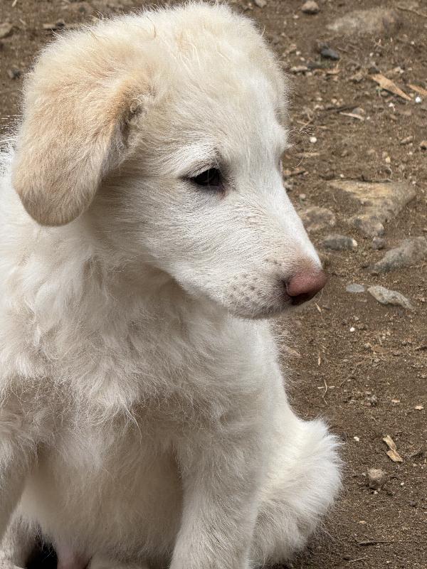 🌟🐾 rio 🐾🌟 splendido cucciolo in adozione  Foto 3