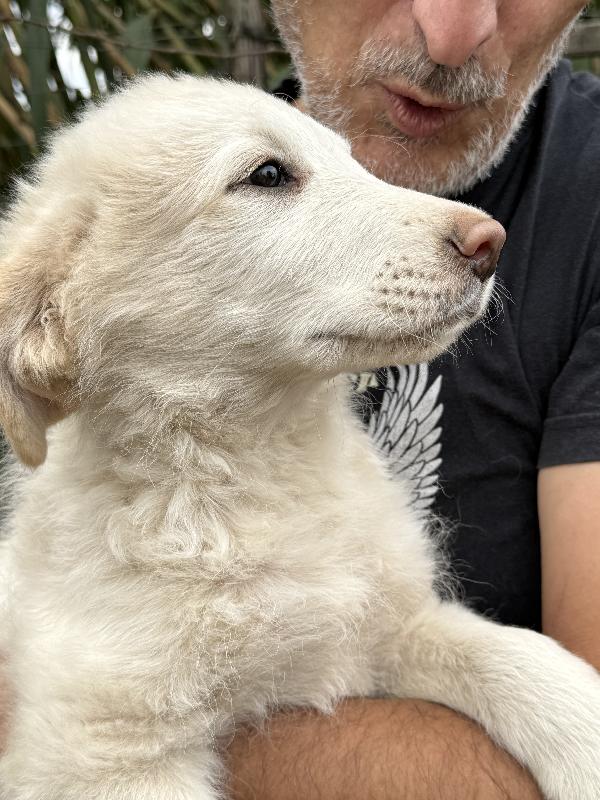 🌟🐾 rio 🐾🌟 splendido cucciolo in adozione  Foto 4
