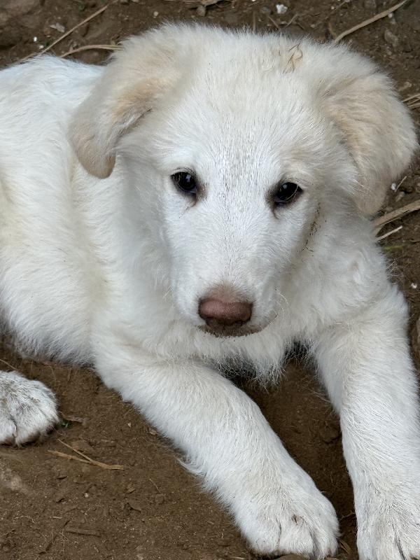 🌟🐾 rio 🐾🌟 splendido cucciolo in adozione  Foto 6