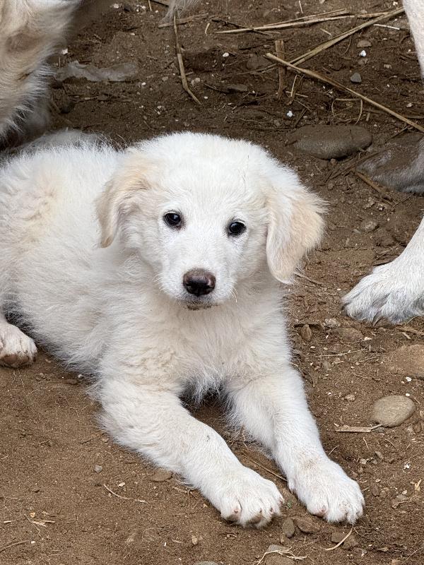 🌟🐾 rio 🐾🌟 splendido cucciolo in adozione  Foto 7
