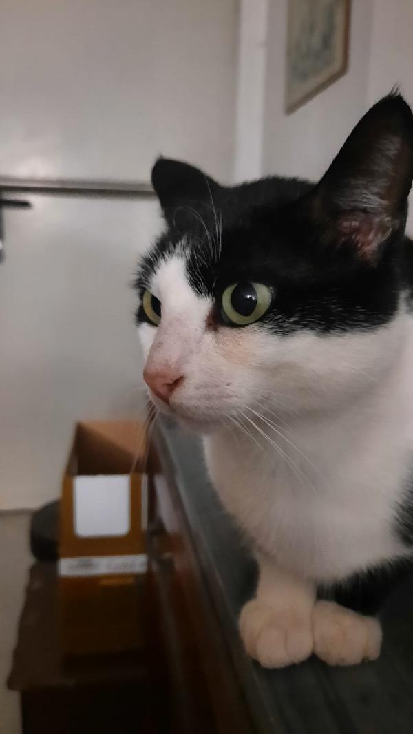Silvestro miciotto di 9 mesi  Foto 4