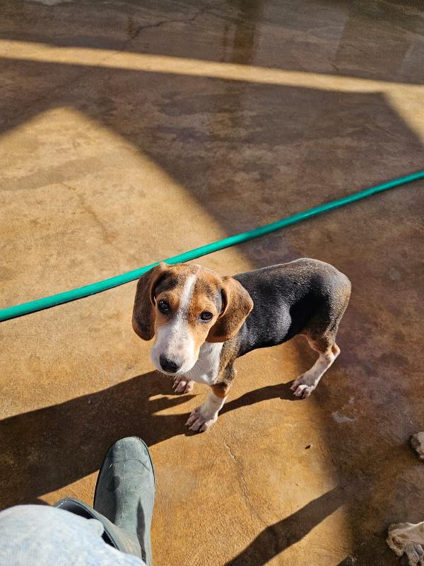 Sbirulino Dolce Cucciolo Beagle Canterino 