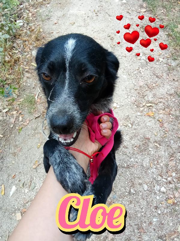 Cloe Cagnolina Taglia Piccola 