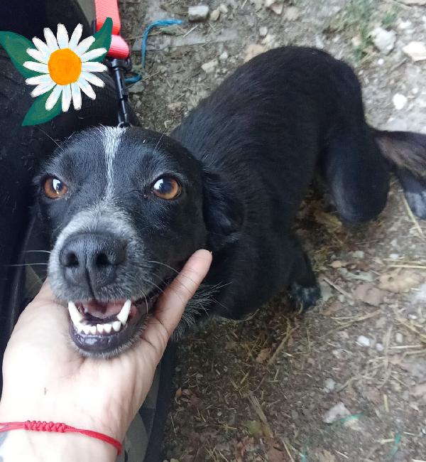 Cloe cagnolina taglia piccola  Foto 2