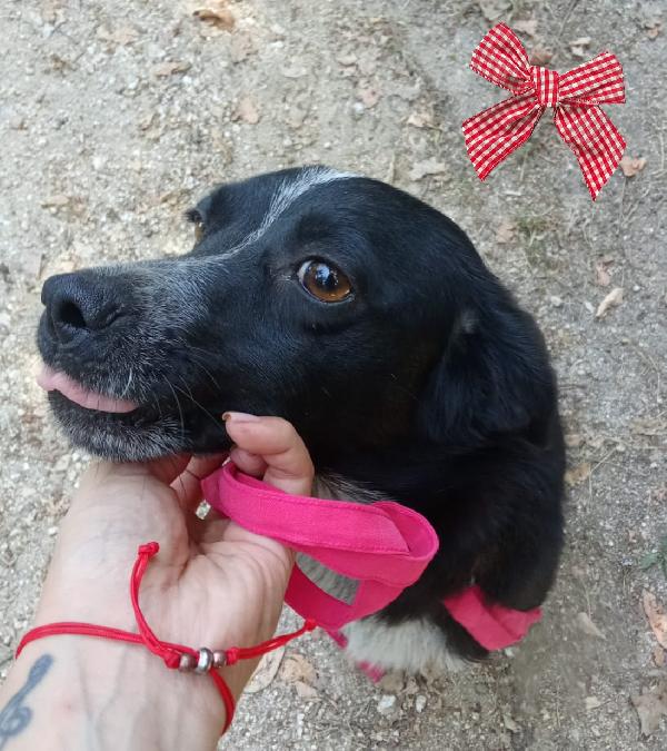 Cloe cagnolina taglia piccola  Foto 3
