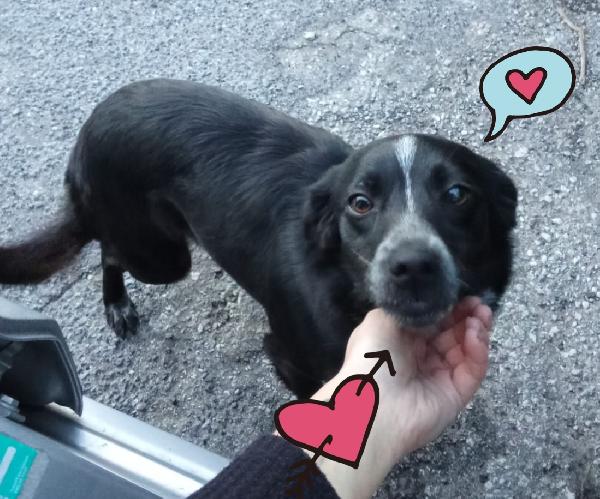 Cloe cagnolina taglia piccola  Foto 4