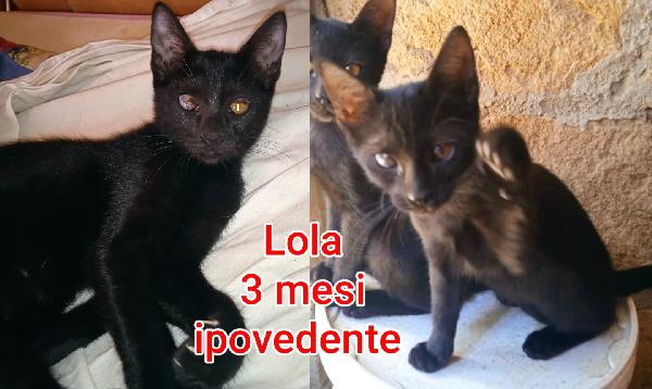 Miciottini bellissimi  Foto 3