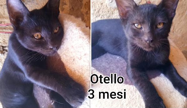Miciottini bellissimi  Foto 5