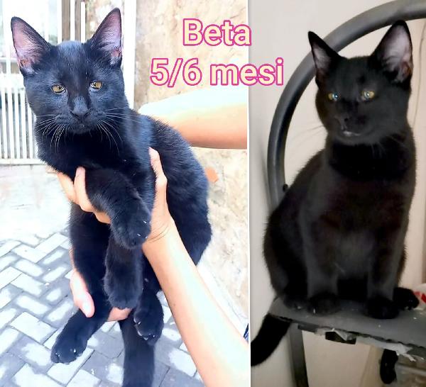 Miciottini bellissimi  Foto 7