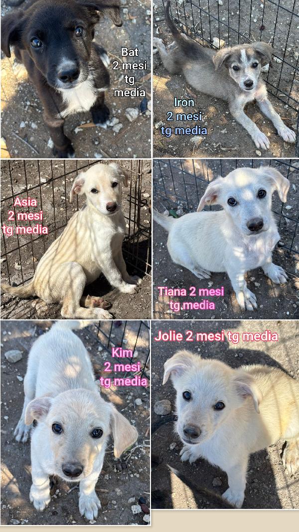 Emergenza cucciolotti  Foto 2