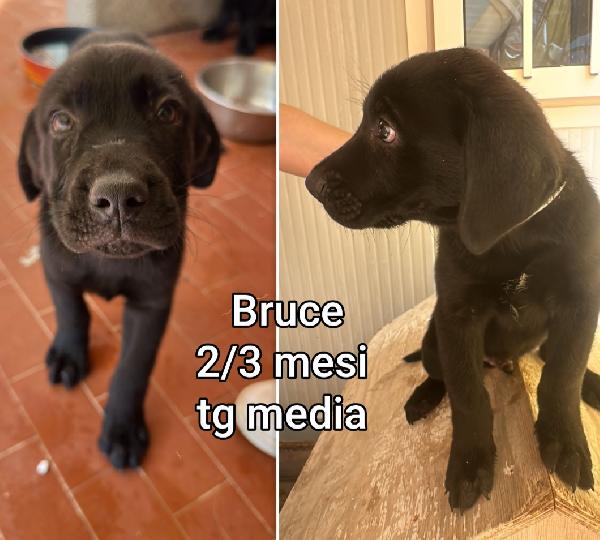 Emergenza cucciolotti  Foto 6
