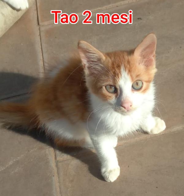 Siamo Sommerse Dai Gattini 