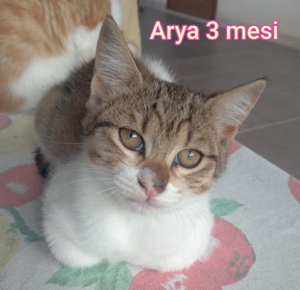 Siamo sommerse dai gattini  Foto 2