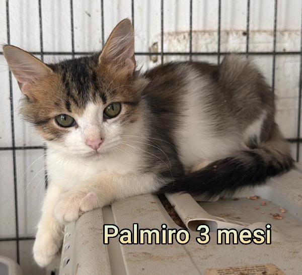 Siamo sommerse dai gattini  Foto 3