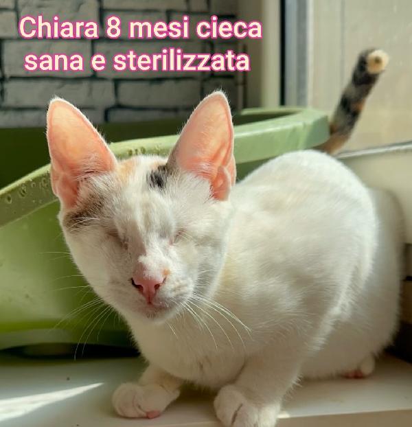 Siamo sommerse dai gattini  Foto 4