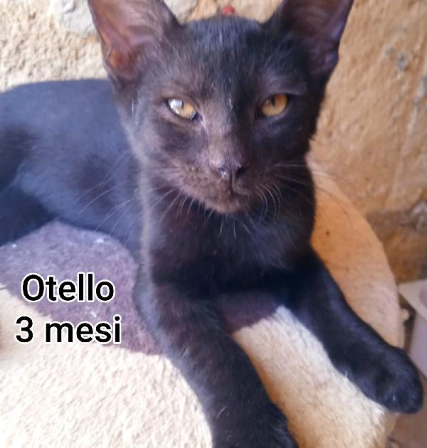 Siamo sommerse dai gattini  Foto 5