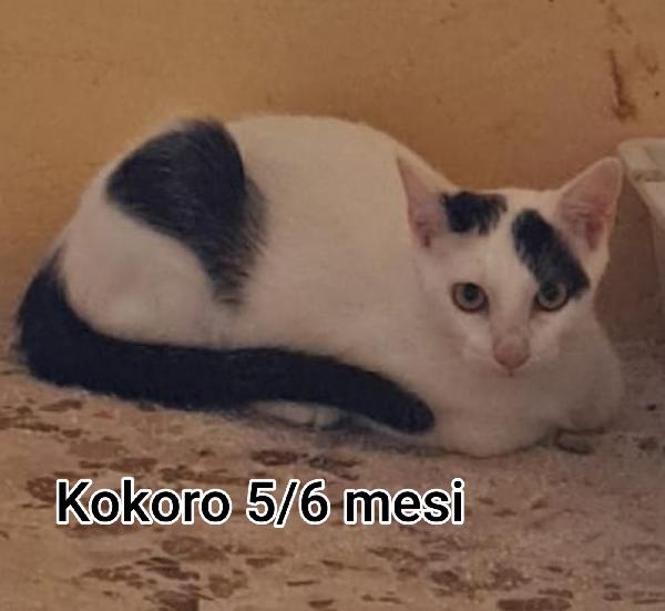 Siamo sommerse dai gattini  Foto 8