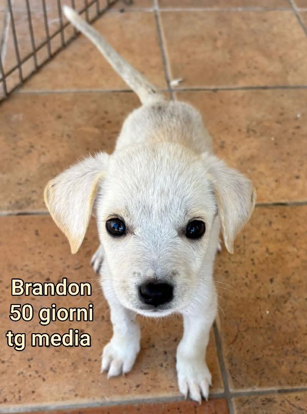 Cuccioli Abbandonati. 2 Mesi