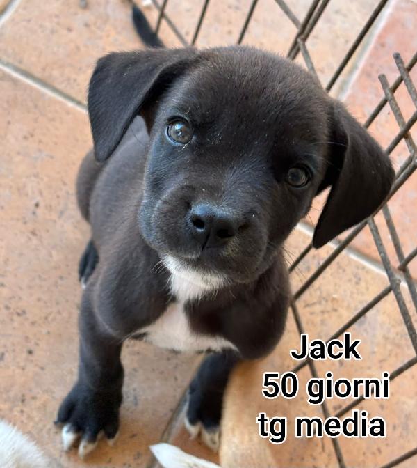 Cuccioli abbandonati. 2 mesi Foto 2