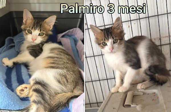 Micetti cercano urgentemente casa Foto 2
