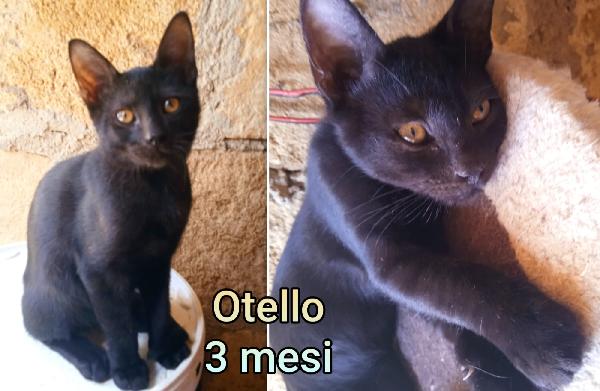 Micetti cercano urgentemente casa Foto 5