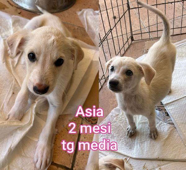 Cuccioli gettati come immondizia  Foto 2