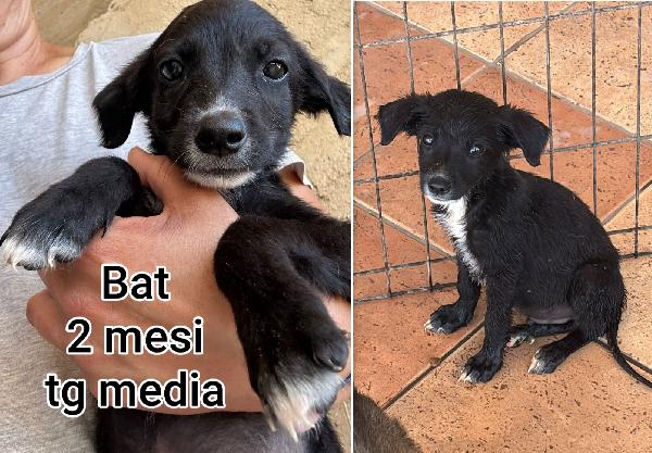 Cuccioli gettati come immondizia  Foto 3