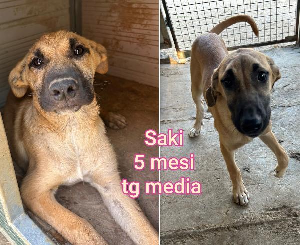 Cuccioli gettati come immondizia  Foto 8