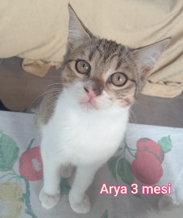 TANTI MICINI SOLI Foto 2