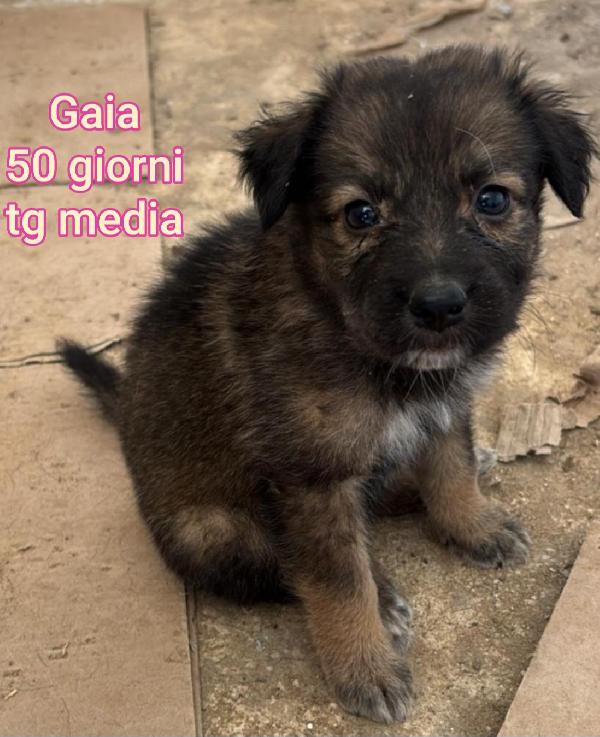 CUCCIOLI IN RIFUGIO! 2/3 MESI Foto 9
