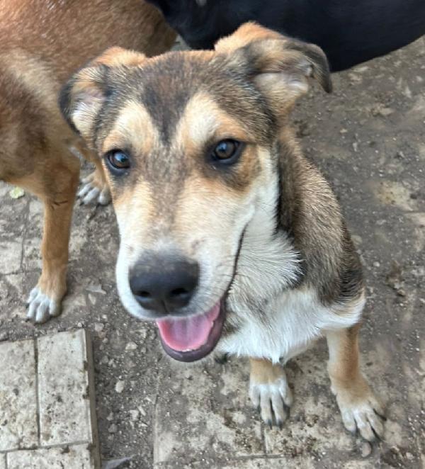 5 mesi: cucciolo condannato! Foto 2