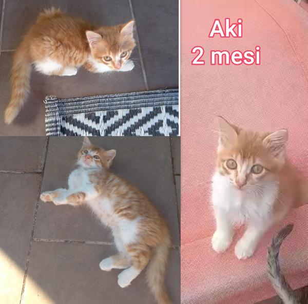 ADOZIONI GATTINI ABBANDONATI  Foto 3