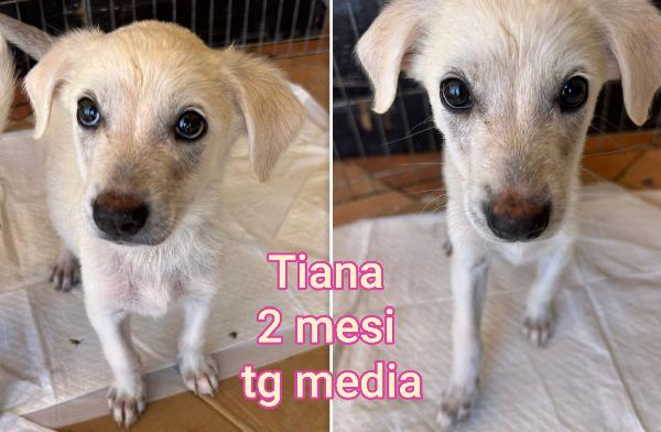Troppi cucciolini in rifugio  Foto 3