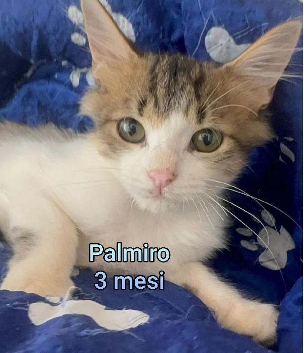 Adotta Un Micio!