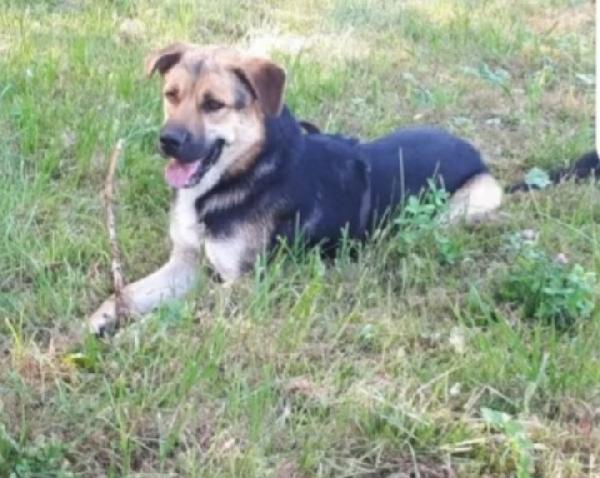Eros Mix Pastore 4Anni X 2 A Catena.bergamo