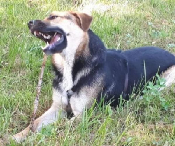 Eros mix Pastore 4anni x 2 a catena.BERGAMO Foto 3