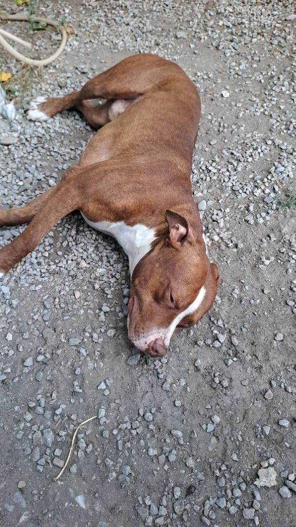 Pitbull 1anno bello e buono SOS COSENZA Foto 4