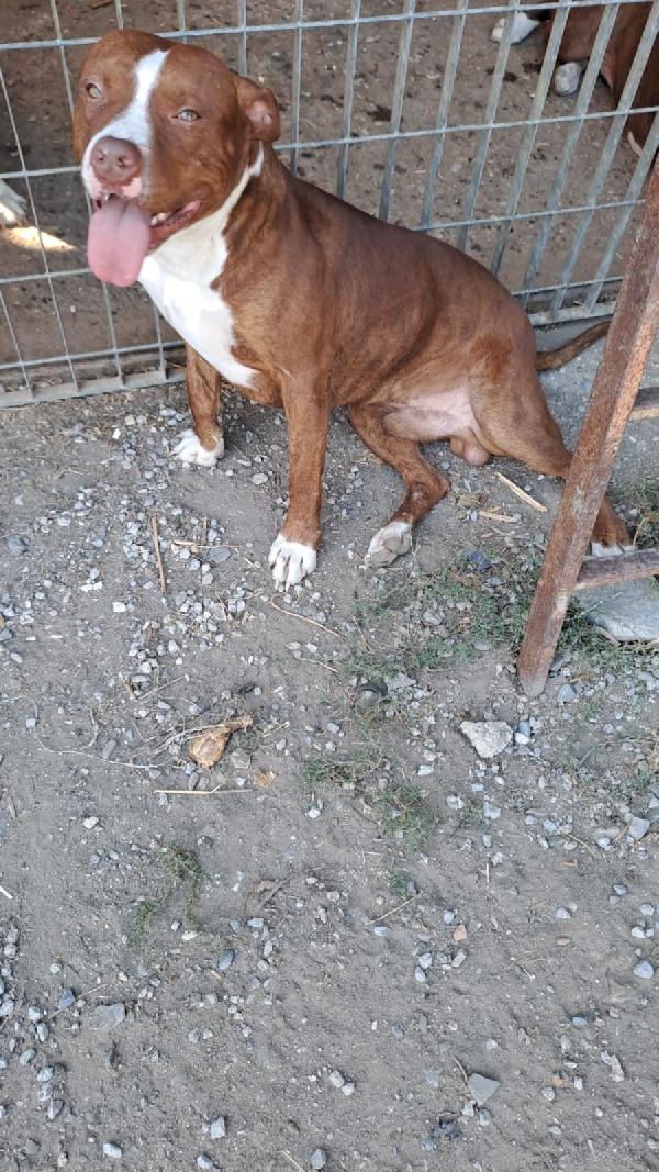 Pitbull 1anno bello e buono SOS COSENZA Foto 5