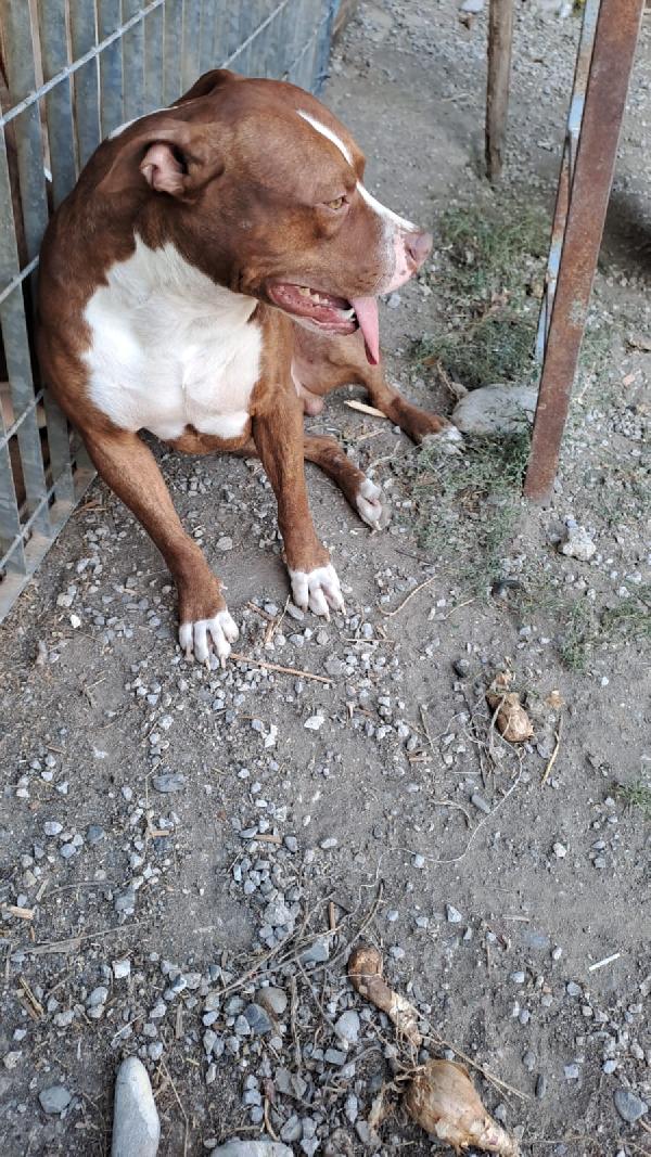 Pitbull 1anno bello e buono SOS COSENZA Foto 6