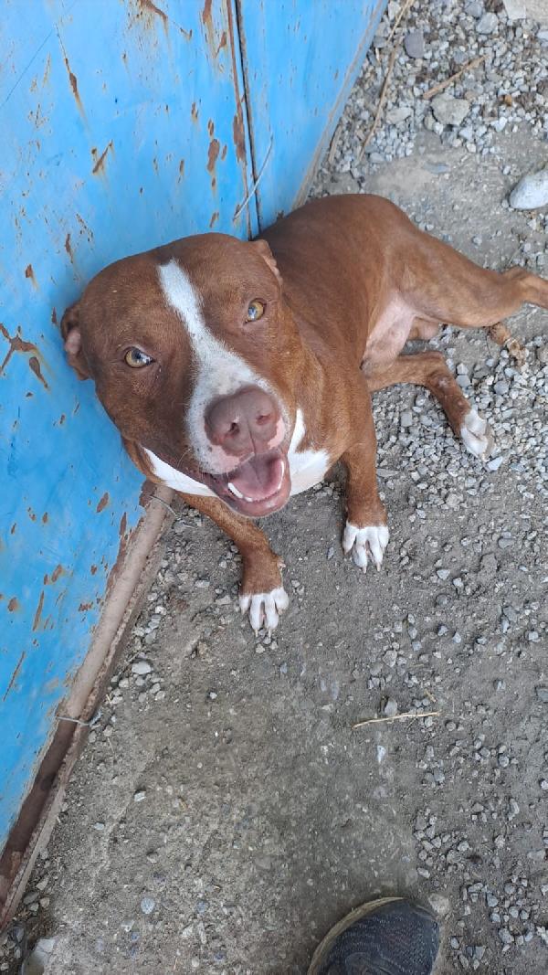 Pitbull 1anno bello e buono SOS COSENZA Foto 7